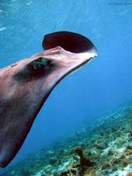 different angle on a stingray- great view of her spine st... by Andrew Kubica 
